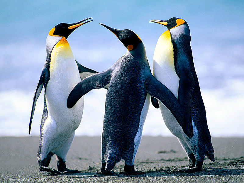 Fil:Penguins.jpg